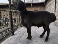 Овен, Овце — снимка 2