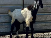 Ri’ lab, Nubian Goat — sawirka 2