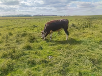 Бух, Simmental cattle — 4 зураг