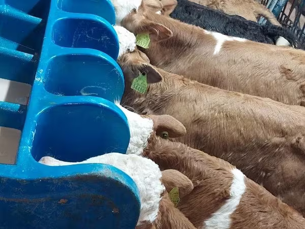 Boğa, Limuzin inek