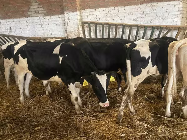 গাভী, Russian Black pied cattle