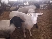 Beran, White Suffolk sheep — foto 5