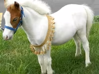 ม้าตัวผู้, Miniature horse — รูปภาพ 3