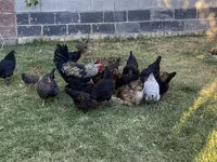 Chickens — picha 4