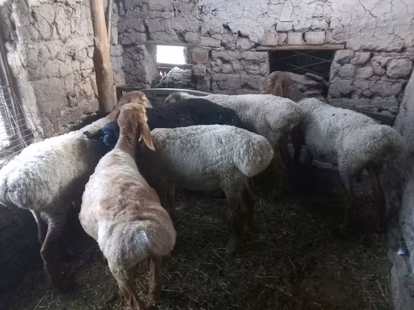 Sheep, Sheep — Kyrgyzstan