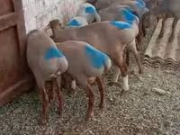 แกะตัวผู้, Rhon sheep — รูปภาพ 3