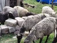 भेड़, Romanov sheep — फ़ोटो 2