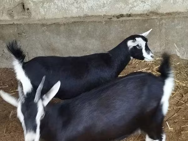 Ешкі, Alpine goat