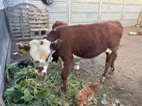 Krowa, Simmental cattle — zdjęcie 3