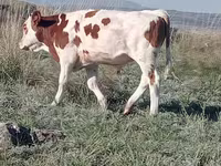 Bik, Simmental cattle — fotografija 2