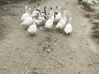 Ducks — zdjęcie 3