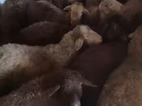 Biri-biri betina, Sheep — foto 5