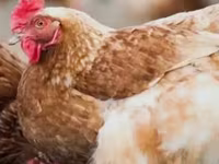 Chickens — 写真 1