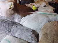 سانڈ, Simmental cattle — تصویر 7
