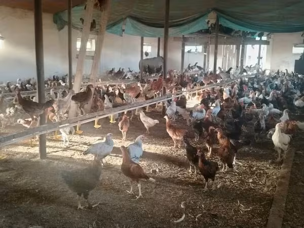 Chickens