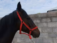 اسب نر, Thoroughbred horse — عکس 4