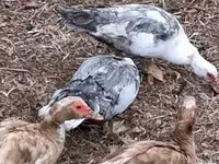 Ducks — sawirka 1