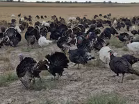 Turkeys — foto 2