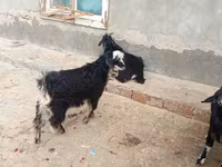بز (گروه، جنسیت مشخص نشده), Angora goats — عکس 3