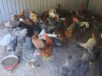 Chickens — φωτογραφία 2