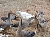 Geese — عکس 5