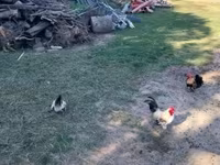 Chickens — عکس 5