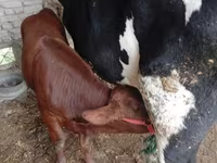 گاو ماده, گاو — عکس 6