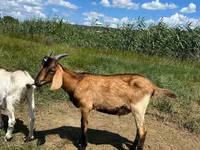Buk, Nubian Goat — foto 4