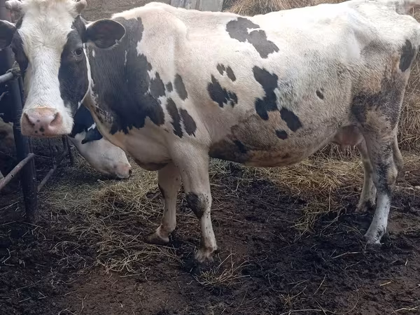 Βοοειδή (παρτίδα, φύλο μη καθορισμένο), Russian Black pied cattle