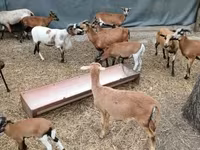 Får, Cameroon sheep — foto 1