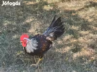 Chickens — foto 2