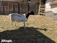 Beran, Dorper sheep — foto 2