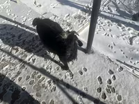 بکری, بکریاں — تصویر 3