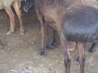 แกะตัวผู้, Hissar sheep — รูปภาพ 2