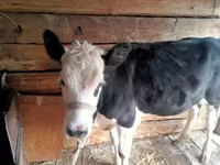Αγελάδα, Russian Black pied cattle — φωτογραφία 2