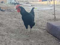 Chickens — 5 зураг