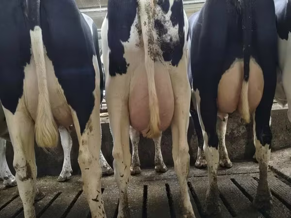 Bò cái, Giống Holstein