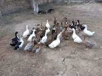 Ducks — تصویر 5