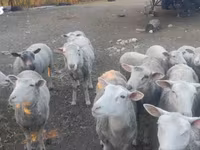 قوچ, Merino sheep — عکس 1