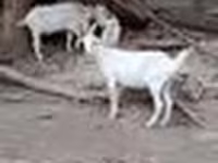 Billy Goat, Goats — photo 5