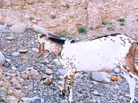 بز نر, Nubian Goat — عکس 2