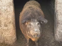 Vind porc mangaliță — photo 1