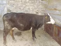 İnək, Latvian Blue cattle — foto 1