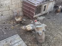 Ducks — foto 5