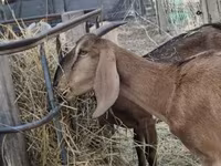 بز ماده, Nubian Goat — عکس 2