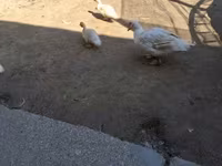 Ducks — Foto 1