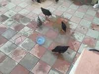 Chickens — fotografija 2