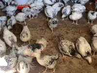 Chickens — 2. fotó