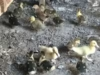 Ducks — عکس 7