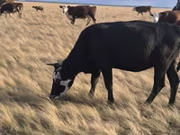 گاو ماده, Simmental cattle — عکس 4